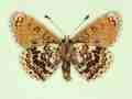 Melitaea cinxia male (aberrant form wittei, verso) (Internet Image property of respective owner, non-commercial use only)